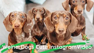 Funny Miniature weiner Dogs Cute instagram videos compilation#NonstopDachshundvideos #sausagedogs