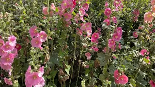 How to get rid of bindweed in hollyhocks