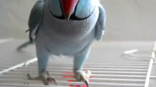 Bleu the talking Indian Ringneck