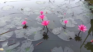 45-Beautiful waterlily spreading happiness🙂🙂