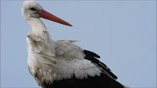 #Storchennest in Bad Birnbach 2023 #Stork nest