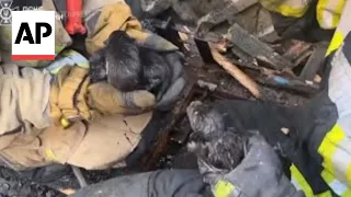 Watch Ukrainian firefighters rescue five newborn puppies after fire