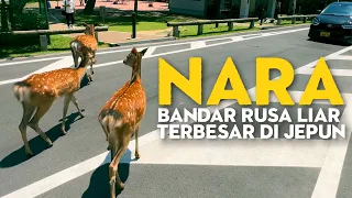 NARA - Bandar Rusa Liar Terbesar di Jepun | Travelog Jepun Ep15