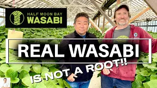 MIRACLE WASABI? The Freshest Wasabi Is Grown In The United States!