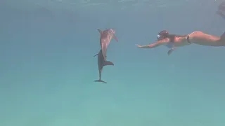 Awakening Joy: Swimming with Dolphins & Mermaids in Sataya Reef, Egypt