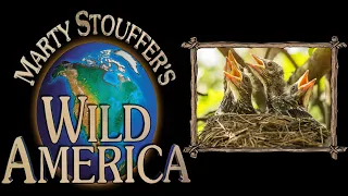 Wild America Season 2 Episode 6 - A Nest Is A Best - Animal TV - The Dock