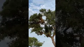 lion vs Leopard treetop fight