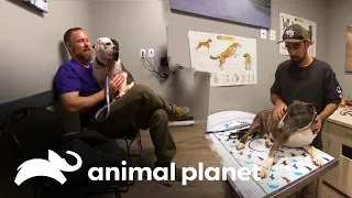 Procedimientos que cambiaron la vida de perros y sus dueños | Dr. Jeff, Veterinario | Animal Planet