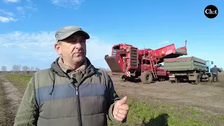 Як вродила картопля на Чернігівщині і чому аграрії не поспішають її продавати