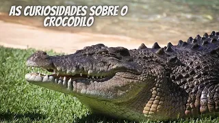AS CURIOSIDADES SOBRE O CROCODILO