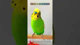 Budgie loves talking with each other!!