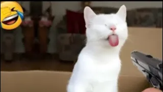 funny video | funny video cats| funny cats video| part 62@DuckyBhai