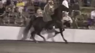 Cruelty Behind Tennessee Walking Horses