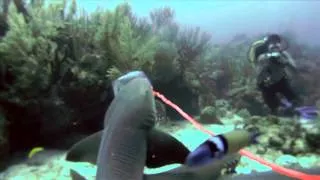 Diving Ambergris Caye - Belize - Nurse Shark Feeding