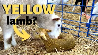 Why is this lamb so YELLOW?: Vlog 192