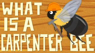 What is a Carpenter Bee? 🔨🐝 And How Can I Get Rid of Carpenter Bees Without Killing Them?