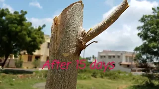 FASTEST METHOD OF GROWING MORINGA TREE.Miracle in growing Miracle tree.