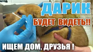 🐶 Спасёныш ДАРИК Будет Видеть❗ Сделали МРТ, осмотр врачей. 🙏ИЩЕМ СЕМЬЮ, Друзья, РЕПОСТ❗