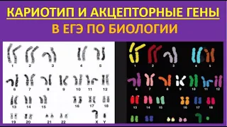 22. Кариотип и акцепторные гены в ЕГЭ по биологии