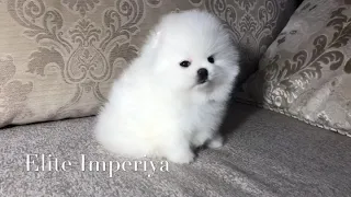 Белый мини померанский шпиц! White mini size pomeranian! Www.elitdog.com