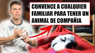 👉 Como Convencer a Un Familiar Para tener un Animal de Compañía (Fácilmente)