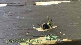 [ASMR] #1 CARPENTER BEES/POWERWASHING..