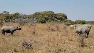 a female black rhino vs a white rhino male