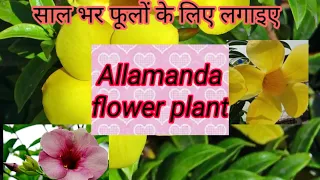 Allamanda Flower Plant Care and Propagation || yellow Flower Plant Allamanda ||