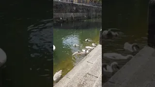 Cygnets & swans at Spirit Quay - Part 3