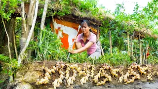 Harvesting Ginger Goes To Countryside Market Sell -  Caring for sugarcane | Phương Daily Harvesting