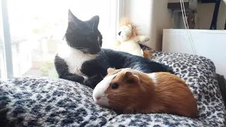 Cats and Guinea Pigs Chilling in the Sun