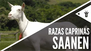 Saanen | Razas caprinas