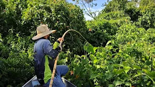 SI NÃO FOR VARA DE BAMBU NEN TENTA PORQUE AQUI É FORÇA BRUTA. /PESCARIA DE TRAÍRA COM VARA DE BAMBU.