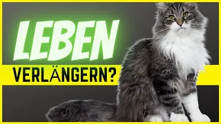 Wie alt deine Katze wird, hängt von diesen 3 gruseligen Faktoren ab