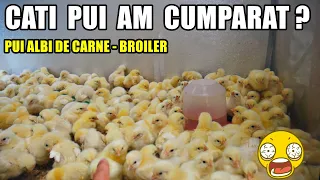 Am cumpărat o nouă serie de PUI ALBI DE CARNE + hrană, vitamine și altele