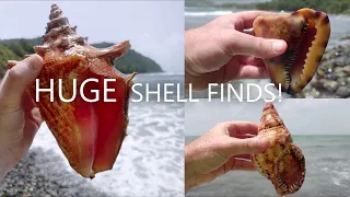 Caribbean Shell HAUL - CONCHS, HELMETS and TRITONS!
