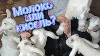 Как кормить козлят,молоко или овсяный кисель?🤔