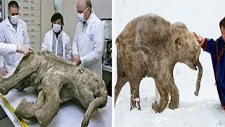 Top 10 Animals That Unexpectedly Came Back From Extinction – Incredible!