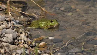 Schlange rettet kleinen Frosch vor grossem / Snake saves little frog from big one