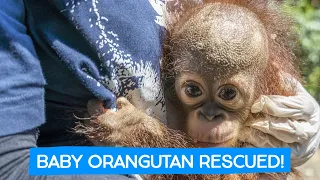 ORANGUTAN BABY RESCUE!