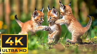 Baby Cute Animals ~Relaxing Music That Heals Stress, Anxiety and Depressive Conditions, Gentle Music