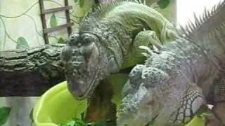 Grüne Leguane, Iguana iguana, fressen Löwenzahnblüten.wmv