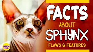 11 Facts About Sphynx Cats - The strangest kind of cats.