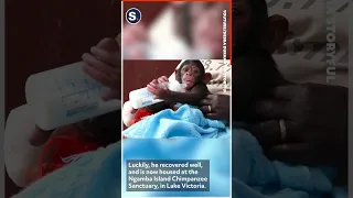 Baby Rescue Chimp Falls Asleep While Feeding