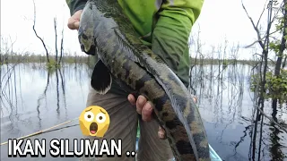 REKOR BARU MANG KUMIS, IKAN SILUMAN DI TELUK BUAYA ..😱😰 .. 🥰 ..