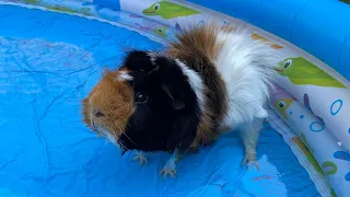 Can Guinea Pigs Swim? What You Need to Know!