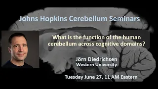 Jörn Diedrichsen: What is the function of the human cerebellum across cognitive domains?