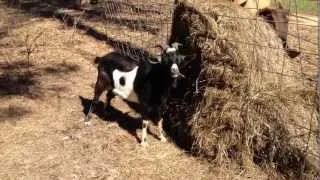 Update to "How to Protect a Round Bale of Hay with Livestock Fence Panels"