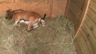 Goat giving Birth