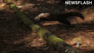Moment Weasels Are Released Into Olympic National Park In Washington State Where They Went Extinct